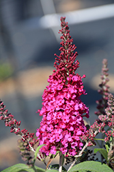 Summer Bird Raspberry Butterfly Bush (Buddleia davidii 'Summer Bird Raspberry') at Lakeshore Garden Centres
