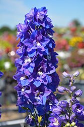 Dasante Blue Larkspur (Delphinium 'Dasante Blue') at Golden Acre Home & Garden