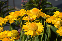 Mesa Yellow Blanket Flower (Gaillardia x grandiflora 'Mesa Yellow') at Green Thumb Garden Centre