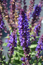 Salvatore Blue Sage (Salvia nemorosa 'Salvatore Blue') at Lakeshore Garden Centres