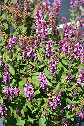 New Dimension Rose Meadow Sage (Salvia nemorosa 'New Dimension Rose') at Golden Acre Home & Garden