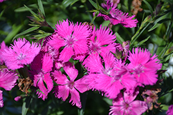 Rockin' Purple Pinks (Dianthus 'PAS1350219') at Lakeshore Garden Centres