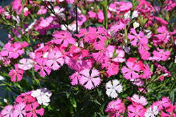 Rockin' Pink Magic Pinks (Dianthus 'PAS1350217') at Lakeshore Garden Centres