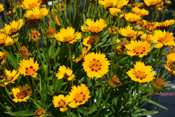 Sunfire Tickseed (Coreopsis grandiflora 'Sunfire') at Lakeshore Garden Centres