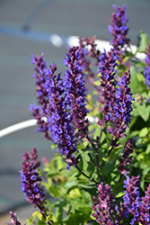 Midnight Purple Meadow Sage (Salvia nemorosa 'Midnight Purple') at Lakeshore Garden Centres
