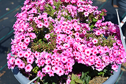 Flame Pro Pink Pop Garden Phlox (Phlox paniculata 'Flame Pro Pink Pop') at Peter Knippel Garden Centre