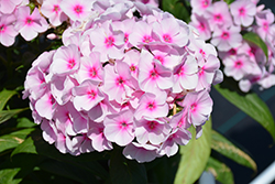 Flame Pro Soft Pink Garden Phlox (Phlox paniculata 'Flame Pro Soft Pink') at Golden Acre Home & Garden