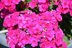 Early Cerise Garden Phlox (Phlox paniculata 'Early Cerise') at Peter Knippel Garden Centre