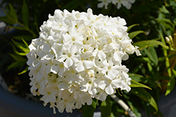 Early White Garden Phlox (Phlox paniculata 'Early White') at Golden Acre Home & Garden