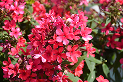 Early Red Garden Phlox (Phlox paniculata 'Early Red') at Lakeshore Garden Centres