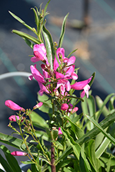 Pristine Princess Pink Beardtongue (Penstemon barbatus 'Pristine Princess Pink') at Lakeshore Garden Centres