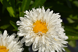 Sweet Daisy Rebecca Shasta Daisy (Leucanthemum x superbum 'Rebecca') at Lakeshore Garden Centres