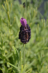 La Diva Big Night Lavender (Lavandula stoechas 'La Diva Big Night') at Lakeshore Garden Centres