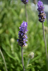 La Diva Imperial Lavender (Lavandula dentata 'La Diva Imperial') at Lakeshore Garden Centres