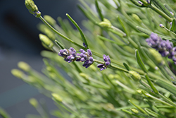 La Diva Vintage Violet Lavender (Lavandula angustifolia 'La Diva Vintage Violet') at Lakeshore Garden Centres