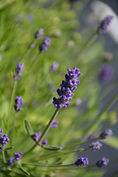 La Diva Eternal Elegance Lavender (Lavandula angustifolia 'La Diva Eternal Elegance') at Lakeshore Garden Centres