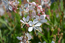 Graceful White Gaura (Gaura lindheimeri 'Graceful White') at Lakeshore Garden Centres