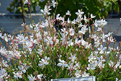 Graceful White Gaura (Gaura lindheimeri 'Graceful White') at Lakeshore Garden Centres