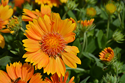 SpinTop Pineapple Blanket Flower (Gaillardia aristata 'SpinTop Pineapple') at Lakeshore Garden Centres