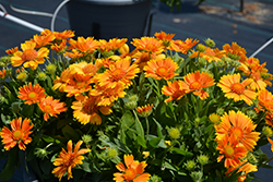 SpinTop Pineapple Blanket Flower (Gaillardia aristata 'SpinTop Pineapple') at Lakeshore Garden Centres