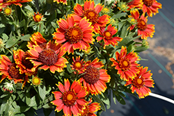 SpinTop Orange Halo Blanket Flower (Gaillardia aristata 'SpinTop Orange Halo') at A Very Successful Garden Center