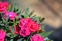 Peman Violet Border Carnation (Dianthus caryophyllus 'Peman Violet') at Lakeshore Garden Centres