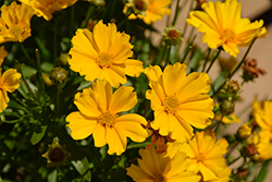 Lil' Bang Goldilocks Tickseed (Coreopsis 'Goldilocks') at Lakeshore Garden Centres