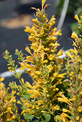 Betterbuzz Amarillo Hyssop (Agastache aurantiaca 'Betterbuzz Amarillo') at Lakeshore Garden Centres