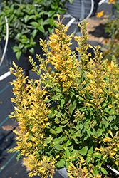 Betterbuzz Amarillo Hyssop (Agastache aurantiaca 'Betterbuzz Amarillo') at Lakeshore Garden Centres