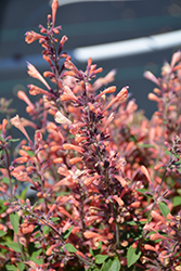 Betterbuzz Rosa Hyssop (Agastache aurantiaca 'Betterbuzz Rosa') at Lakeshore Garden Centres
