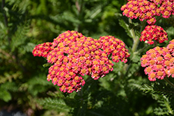 Skysail Fire Yarrow (Achillea millefolium 'Skysail Fire') at Lakeshore Garden Centres
