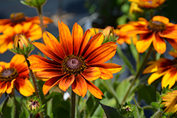 Sunbeckia Luna Coneflower (Rudbeckia hirta 'Luna') at Lakeshore Garden Centres