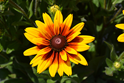 Carla Coneflower (Rudbeckia hirta 'Carla') at Lakeshore Garden Centres