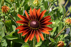 Sunbeckia Sarah Coneflower (Rudbeckia hirta 'Sarah') at Lakeshore Garden Centres