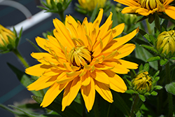 Sunbeckia Lucia Coneflower (Rudbeckia hirta 'Lucia') at Lakeshore Garden Centres