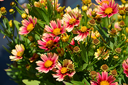 Solanna Sunset Burst Tickseed (Coreopsis grandiflora 'Solanna Sunset Burst') at Lakeshore Garden Centres
