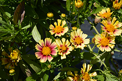 Solanna Sunset Burst Tickseed (Coreopsis grandiflora 'Solanna Sunset Burst') at Lakeshore Garden Centres