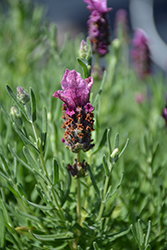 Javelin Forte Deep Rose Lavender (Lavandula stoechas 'Javelin Forte Deep Rose') at Lakeshore Garden Centres