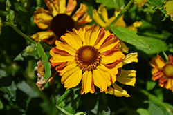 HayDay Golden Bicolor Sneezeweed (Helenium autumnale 'HayDay Golden Bicolor') at Lakeshore Garden Centres
