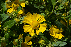 HayDay Yellow Sneezeweed (Helenium autumnale 'HayDay Yellow') at Lakeshore Garden Centres