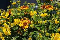 HayDay Golden Bicolor Sneezeweed (Helenium autumnale 'HayDay Golden Bicolor') at Lakeshore Garden Centres