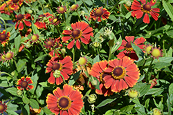 HayDay Red Bicolor Sneezeweed (Helenium autumnale 'HayDay Red Bicolor') at Lakeshore Garden Centres