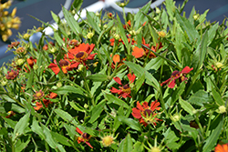HayDay Orange Sneezeweed (Helenium autumnale 'HayDay Orange') at Lakeshore Garden Centres