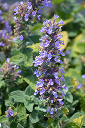 Purple Haze Catmint (Nepeta 'Purple Haze') at Lakeshore Garden Centres