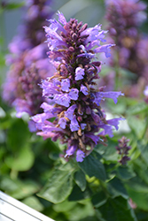 Poquito Dark Blue Hyssop (Agastache 'TNAGAPDB') at Lakeshore Garden Centres