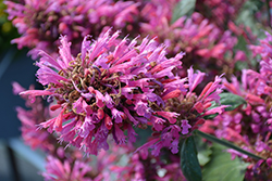 Morello Hyssop (Agastache 'Morello') at Peter Knippel Garden Centre