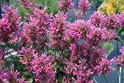 Morello Hyssop (Agastache 'Morello') at Peter Knippel Garden Centre