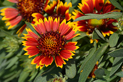 Sunrita Red Yellow Tip Blanket Flower (Gaillardia aristata 'Sunrita Red Yellow Tip') at Lakeshore Garden Centres
