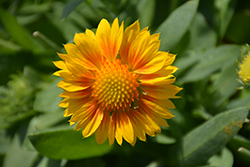 Sunrita Golden Yellow Blanket Flower (Gaillardia aristata 'Sunrita Golden Yellow') at Lakeshore Garden Centres