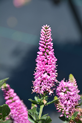 Ronica Fuchsia Speedwell (Veronica 'Ronica Fuchsia') at Lakeshore Garden Centres